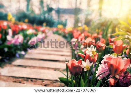 Path in spring park surrounded by multicolor flowers