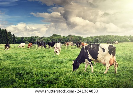 Herd of cows grazing at summer green field