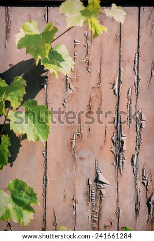 Rustic background with grapevine. Wine menu concept