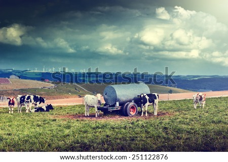 Agricultural landscape with cow herd at green field