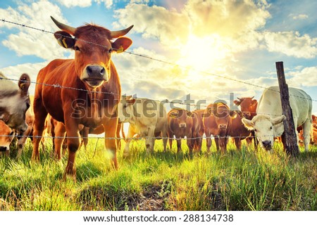 Herd of young calves looking at camera at summer sunset
