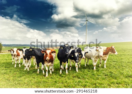 Agricultural landscape with herd of cows looking at camera