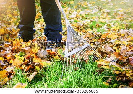 Gardener raking fall leaves in garden