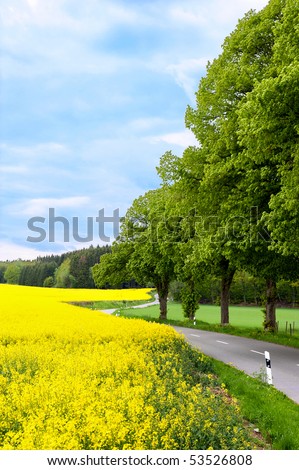 Country road making a curve with yellow rapeseed on the left.