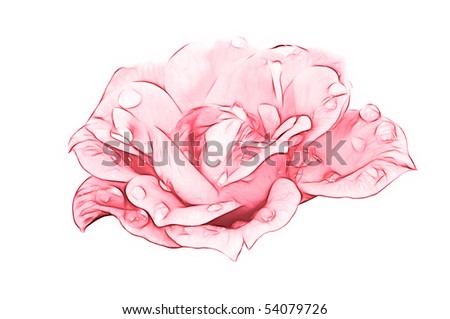 pink rose. stock photo : Pink rose