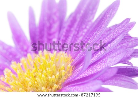 Purple Mum Flower