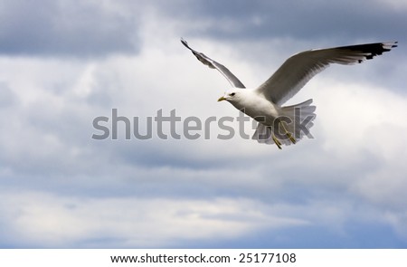 Free flying of a bird. Cloudscape. Background with an angular composition.