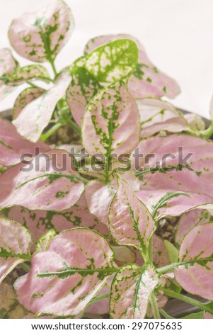 A species of the hypoestes (polka dot plant) plant