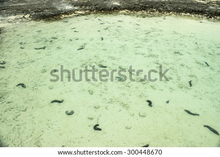 Live sea cucumbers in the lagoon of Anaa in French Polynesia.  This atoll is part of the Tuamotu Archipelago.