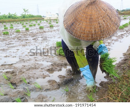 Woman farmer growing rice under rain on the paddy rice farmland. Mekong river Delta, Vietnam.