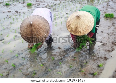 Women farmer growing rice under rain on the paddy rice farmland. Mekong river Delta, Vietnam.