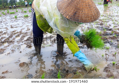 Woman farmer growing rice under rain on the paddy rice farmland. Mekong river Delta, Vietnam.