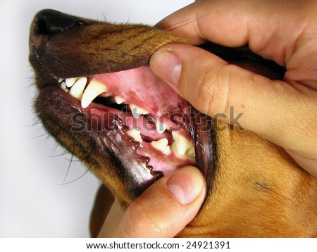 A Dachshund breed dog looking teeth