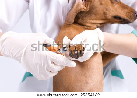 Dachshund Breed Dog Getting A Manicure Stock Photo 2585