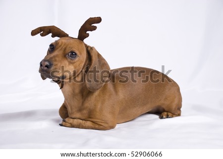 A Dachshund Breed Dog Look Like A Deer Stock Photo 52906066 : Shutterstock