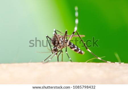 Zica virus aedes aegypti mosquito sucking blood on human skin,Dengue, Chikungunya, Mayaro, Yellow fever