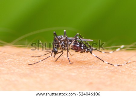 Zica virus aedes aegypti mosquito on human skin in black background - Dengue, chikungunya fever, microcephaly