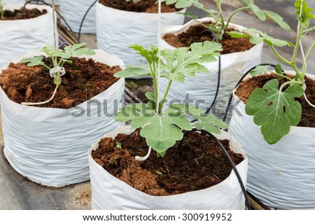 Watermelon cultivation in plastic bag