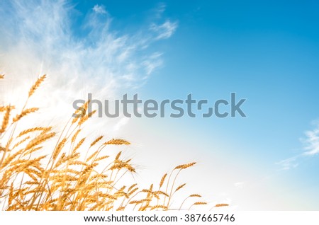 Golden ripe ears of wheat on the field