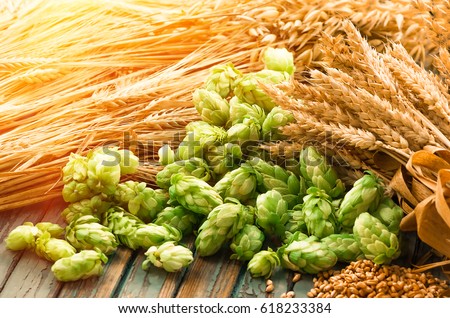 Green hops, malt, ears of barley and wheat grain, ingredients to make beer and bread, agricultural background,