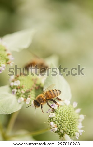 Honey Bees on flowers