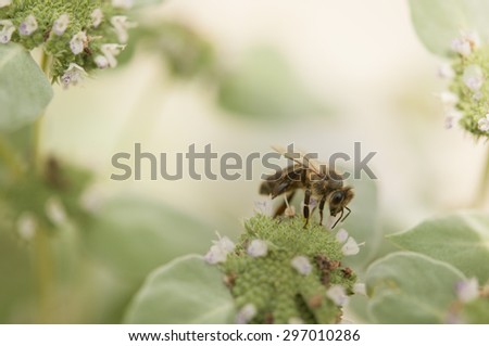 Honey Bees on Flowers