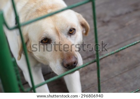 Shelter for dogs