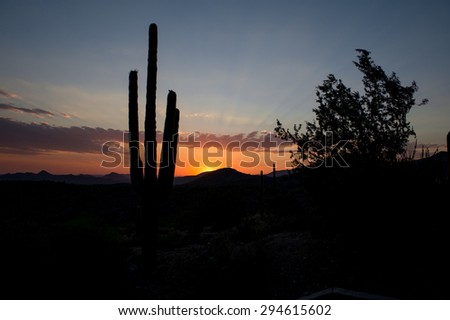 Arizona Sunset with Saguaro and Ironwood