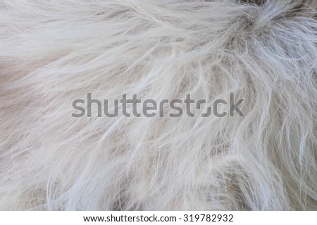 Dog fur