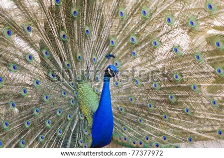 peacock courtship