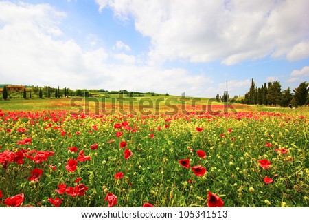 Tuscany, Italy. Poppies field