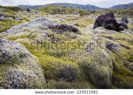 Iceland, moss and musk landscape in a typical cloudy day