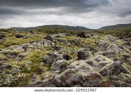 Iceland, moss and musk landscape in a typical cloudy day