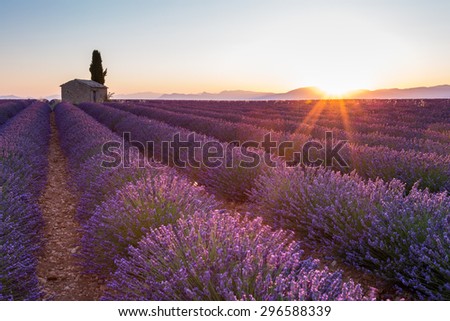 Provence, Valensole plateau, lavander field full of flowers, lonely house at sunrise, France