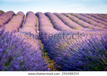 Provence, Valensole plateau, lavander field full of flowers, France