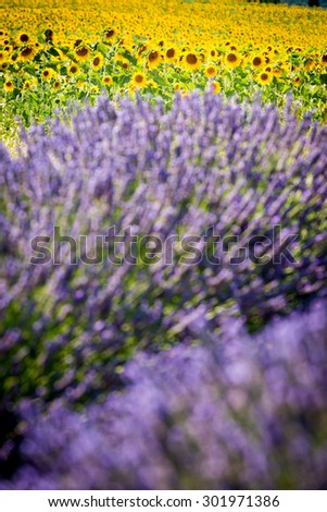 Provence, purple flowers in a lavender field in bloom, Valensole Plateau, France.