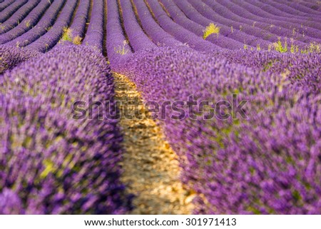 Provence, purple flowers in a lavender field in bloom, Valensole Plateau, France.