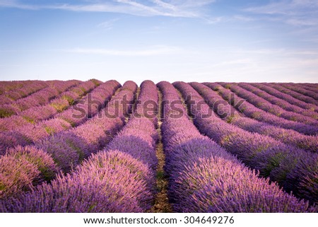 Provence, Valensole Plateau, Lavender field flowering at sunset