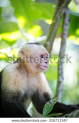 Costa Rica, Manuel Antonio National Park. Capuchin White Faced monkey portrait
