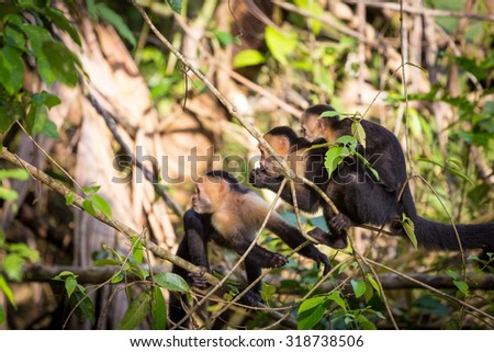 Costa Rica, Capuchin White Faced monkeys in Tortuguero National Park