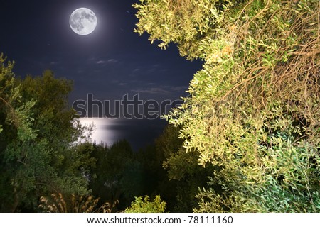 full moon night in a forest in front of the sea