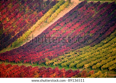 Autumn vineyard in italy