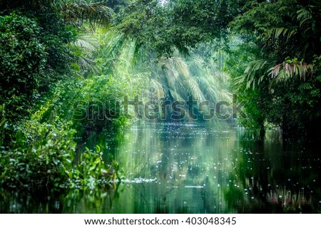 Tortuguero National Park, Rainforest, Costa Rica, Caribbean coast, Central America