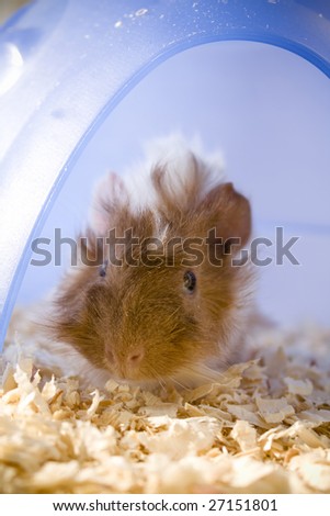 Guinea pig shyly emerging from house