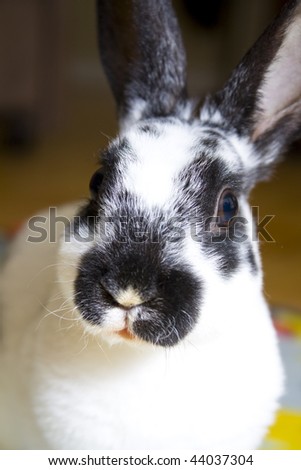 Close up of white and black baby bunny rabbit