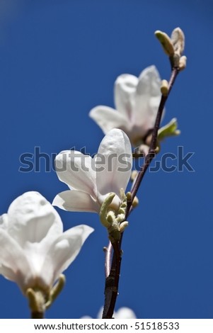 Beautiful Magnolia flower isolated on pure blue sky in spring sunshine
