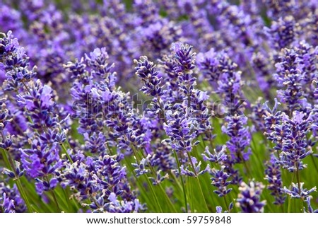 Beautiful Lavender Field