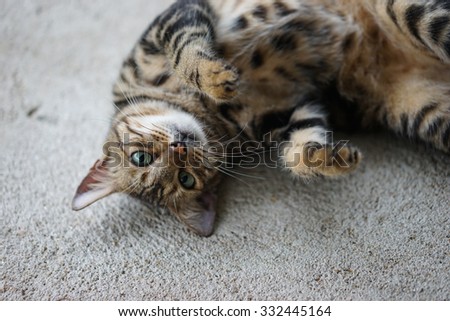 Tabby cat with light green eye looking at the camera