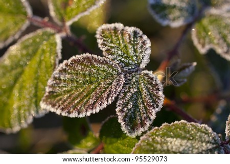frost leaves in the morning sun