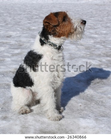 Fox-terrier with own shadow on the melting spring snow